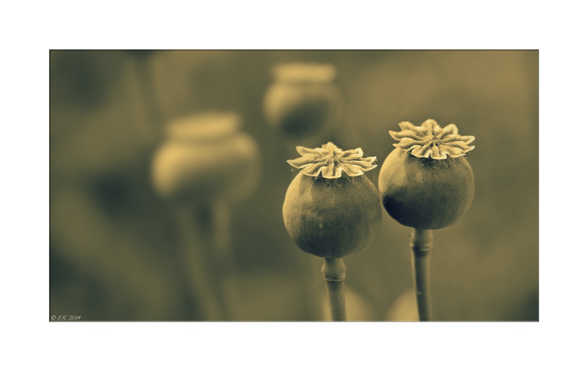 Mohn - Melancholie....