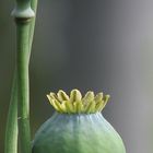 Mohn Milch Traum Mond