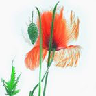 mohn : missglückt