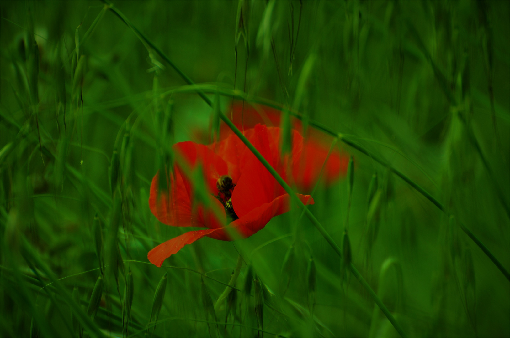 Mohn mit...