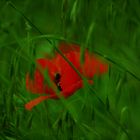 Mohn mit...