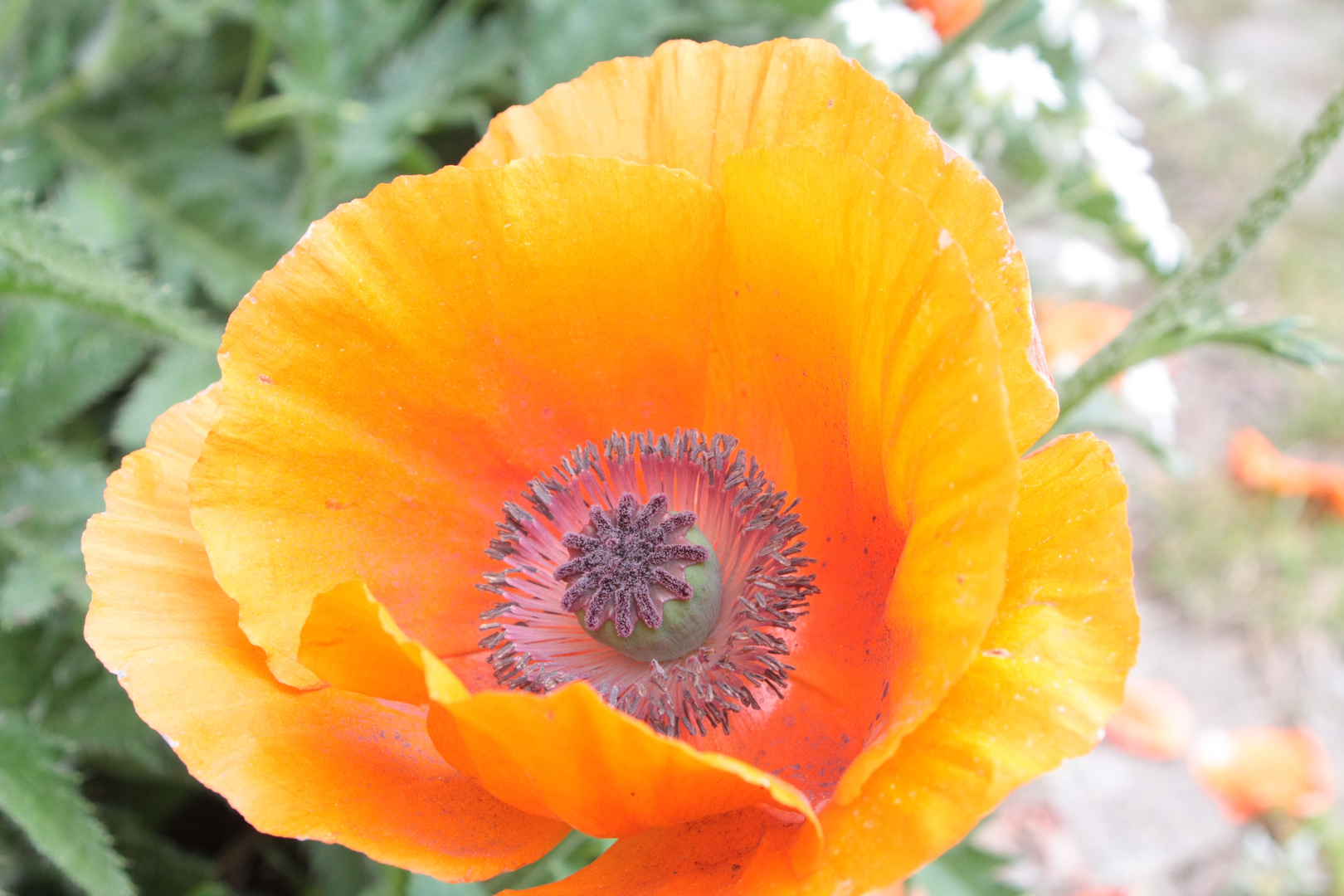 Mohn mit!