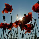 ~~~ Mohn mit Abendsonne ~~~