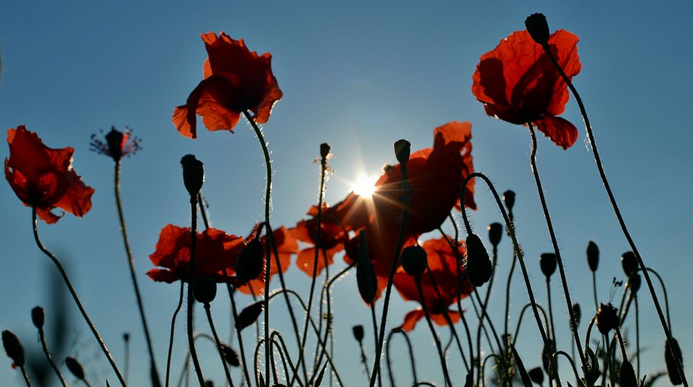 ~~~ Mohn mit Abendsonne ~~~