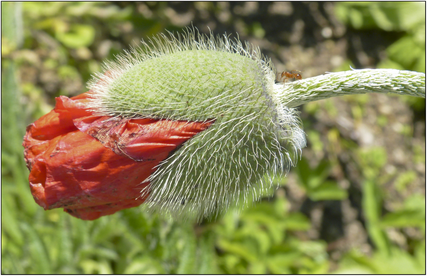 MOHN MIT AMEISE