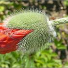 MOHN MIT AMEISE