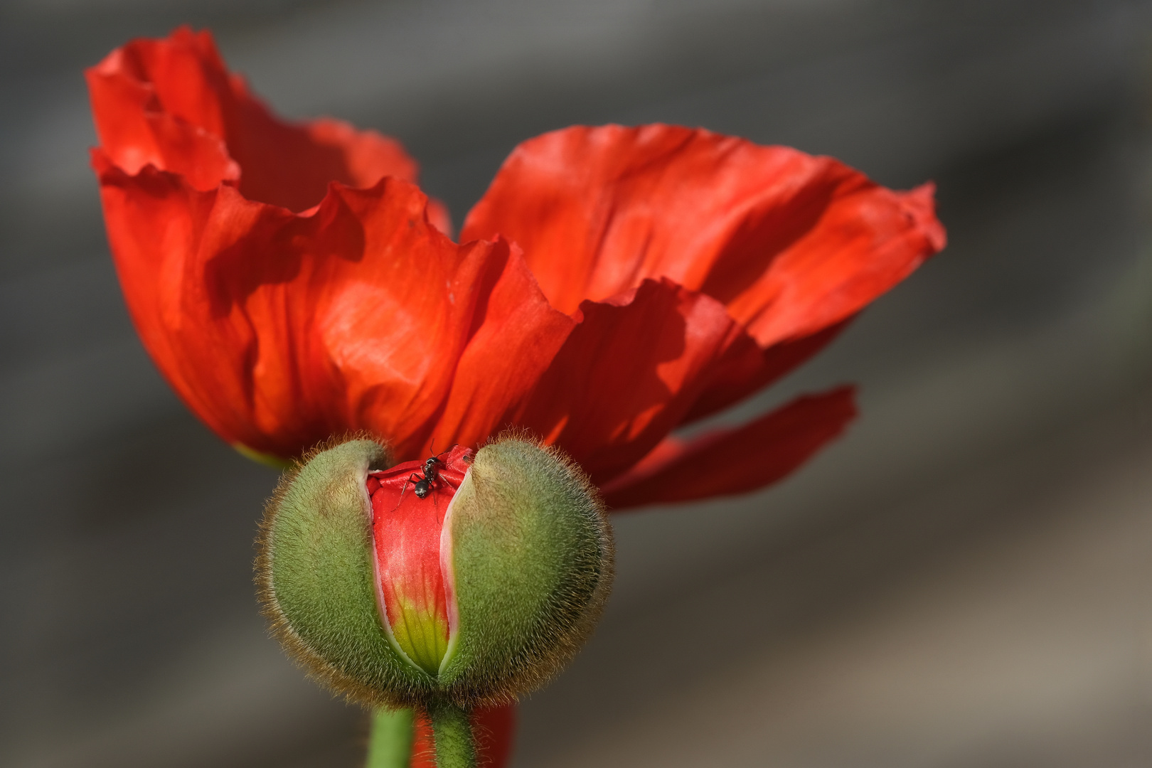 Mohn mit Ameise