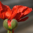 Mohn mit Ameise