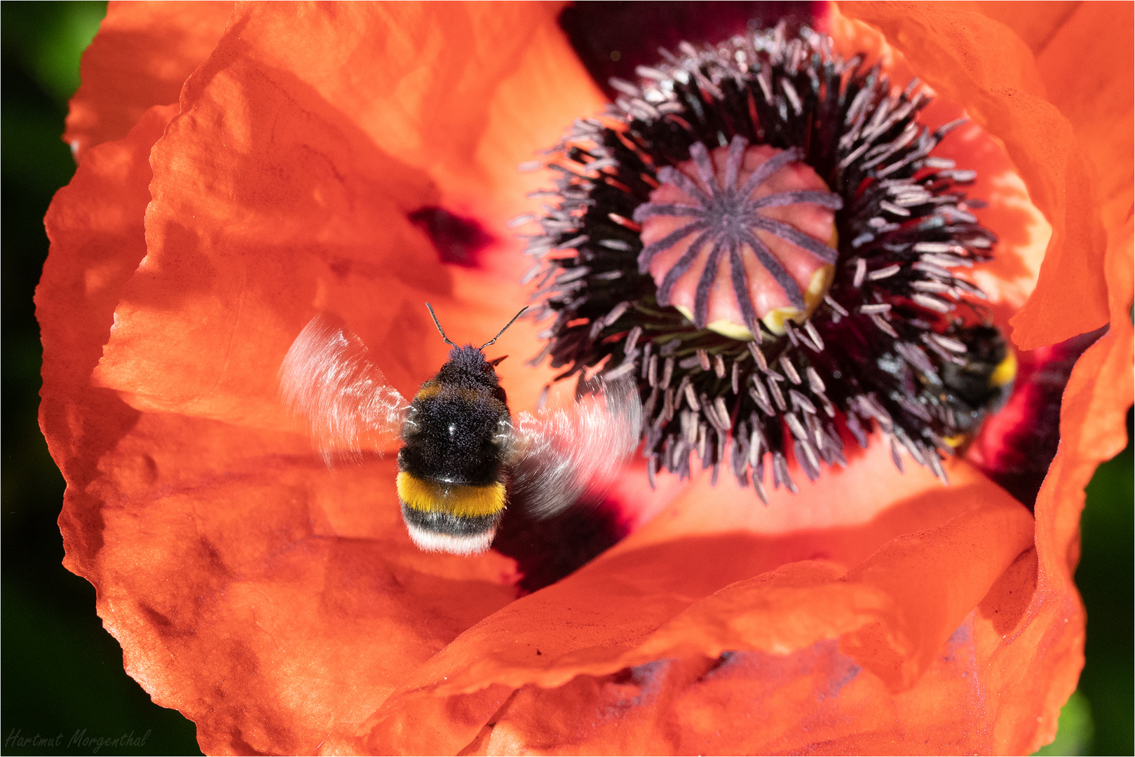 Mohn mit anfliegender Erdhummel