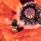 Mohn mit anfliegender Erdhummel