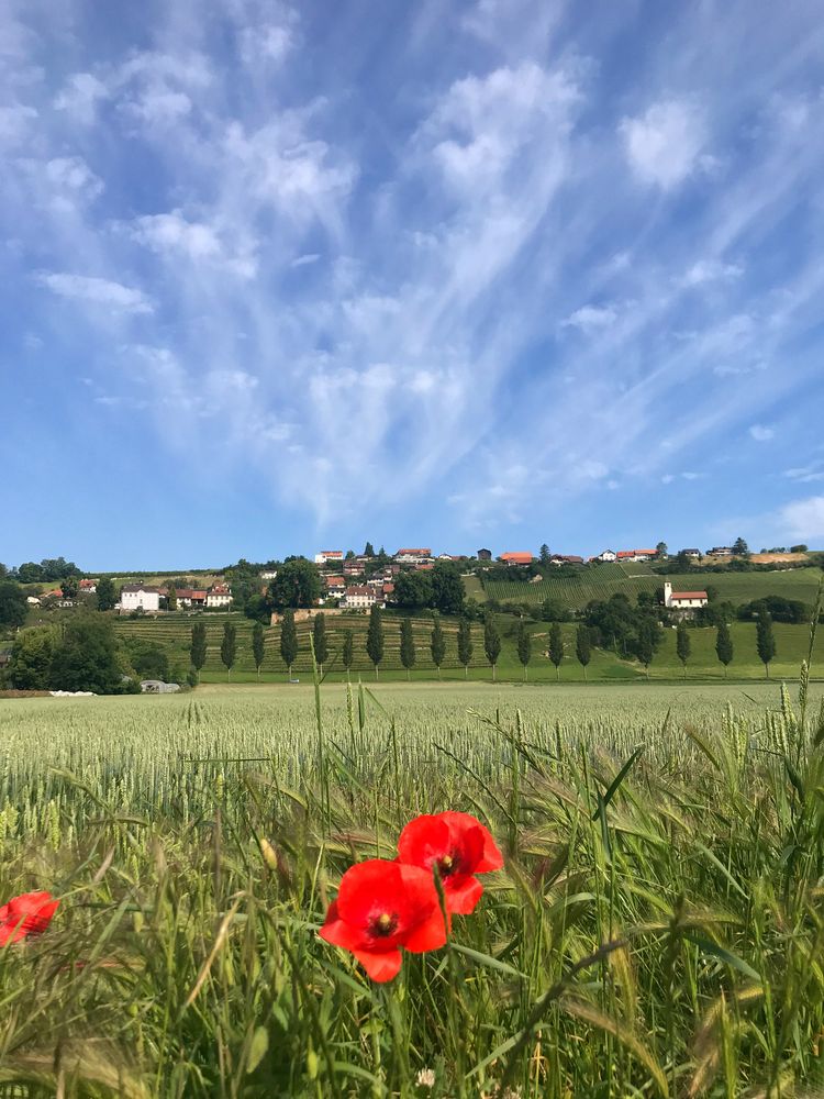 Mohn mit Aussicht