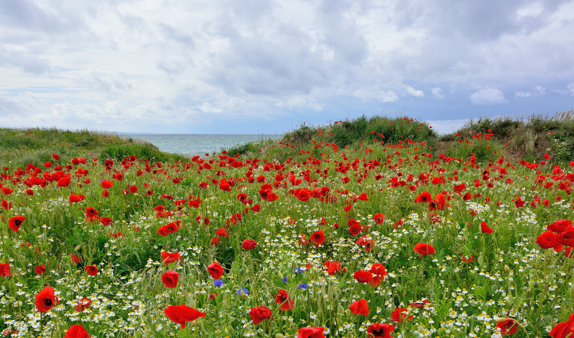 Mohn mit Aussicht