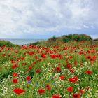 Mohn mit Aussicht