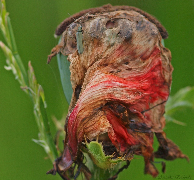 Mohn mit "Beilage"