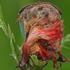 Mohn mit "Beilage"