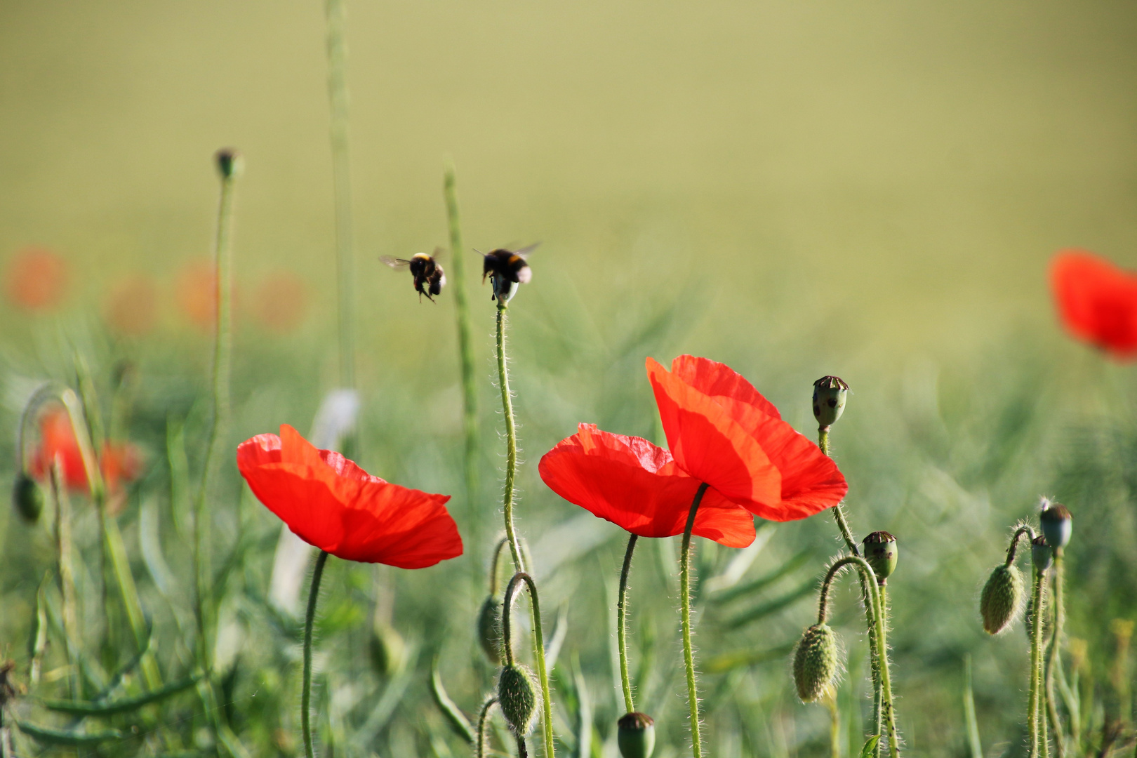 Mohn mit Besuch