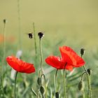 Mohn mit Besuch