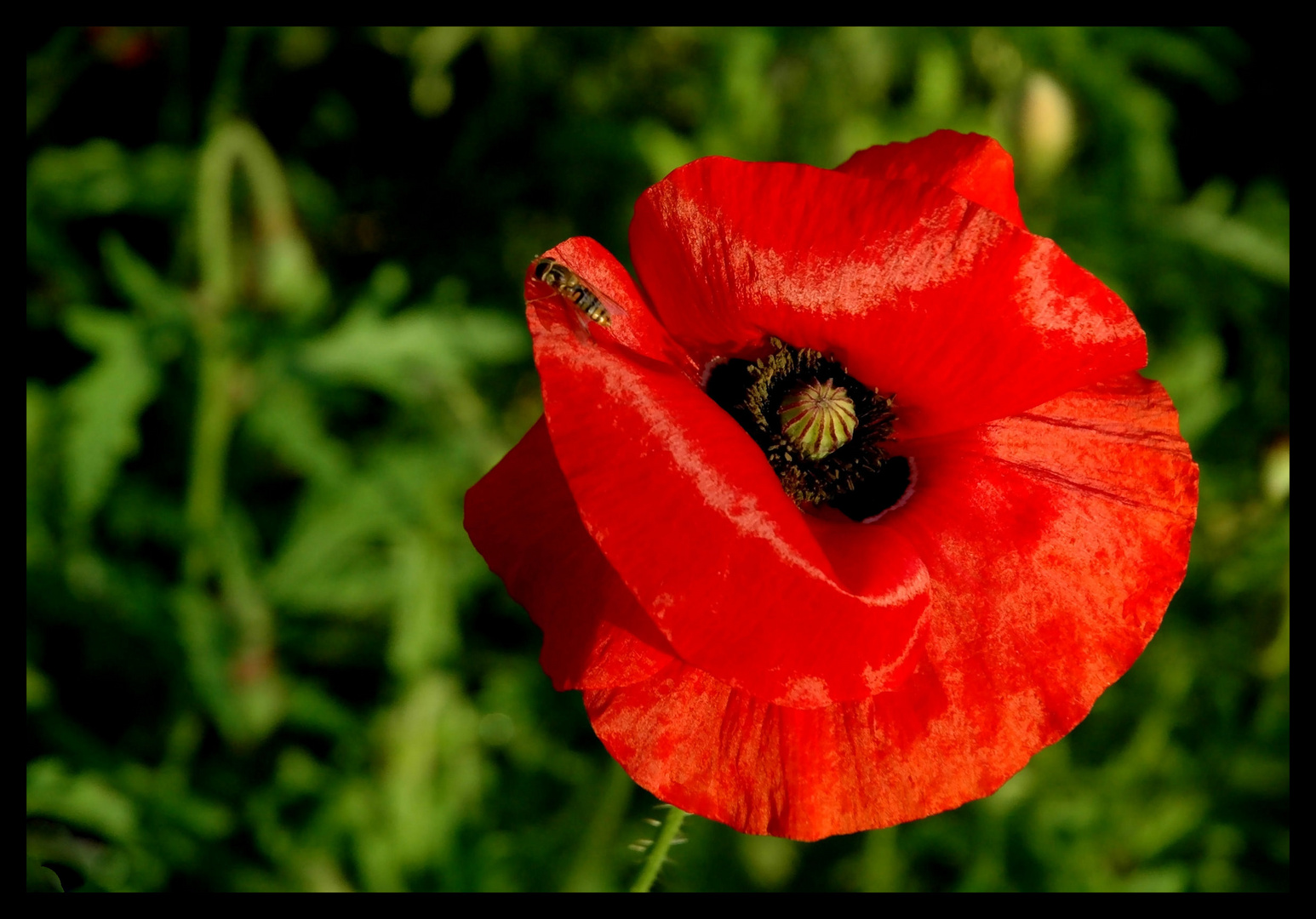 Mohn mit Besuch :-)