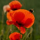 Mohn mit Besuch