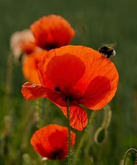 Mohn mit Besuch