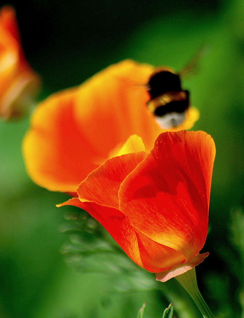 Mohn mit Besuch