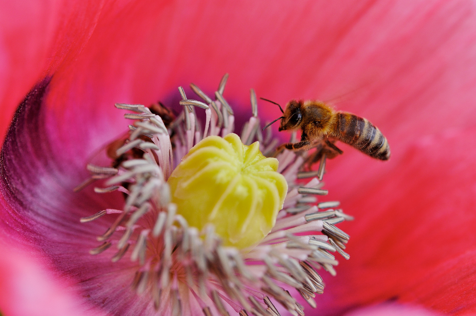 Mohn mit Besuch