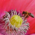 Mohn mit Besuch