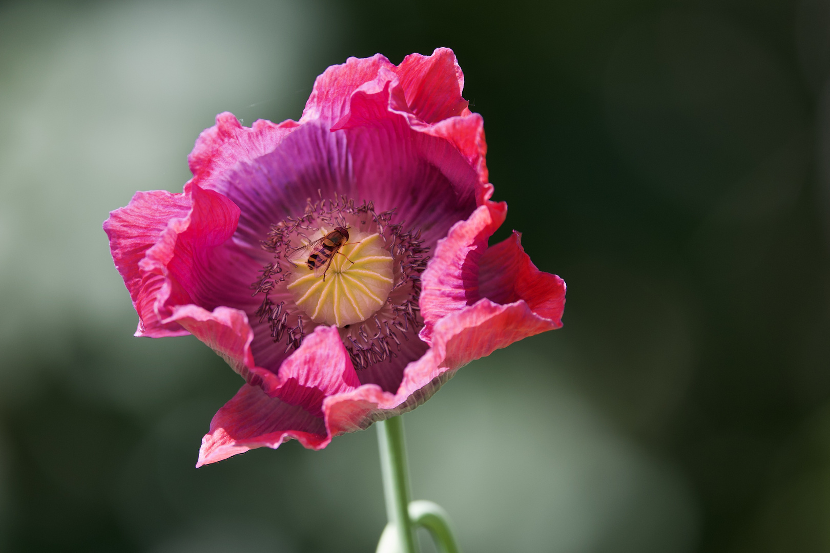 Mohn mit Besuch