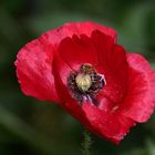 Mohn mit Besuch