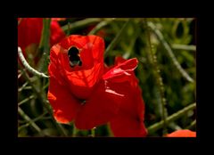 Mohn mit Besuch II