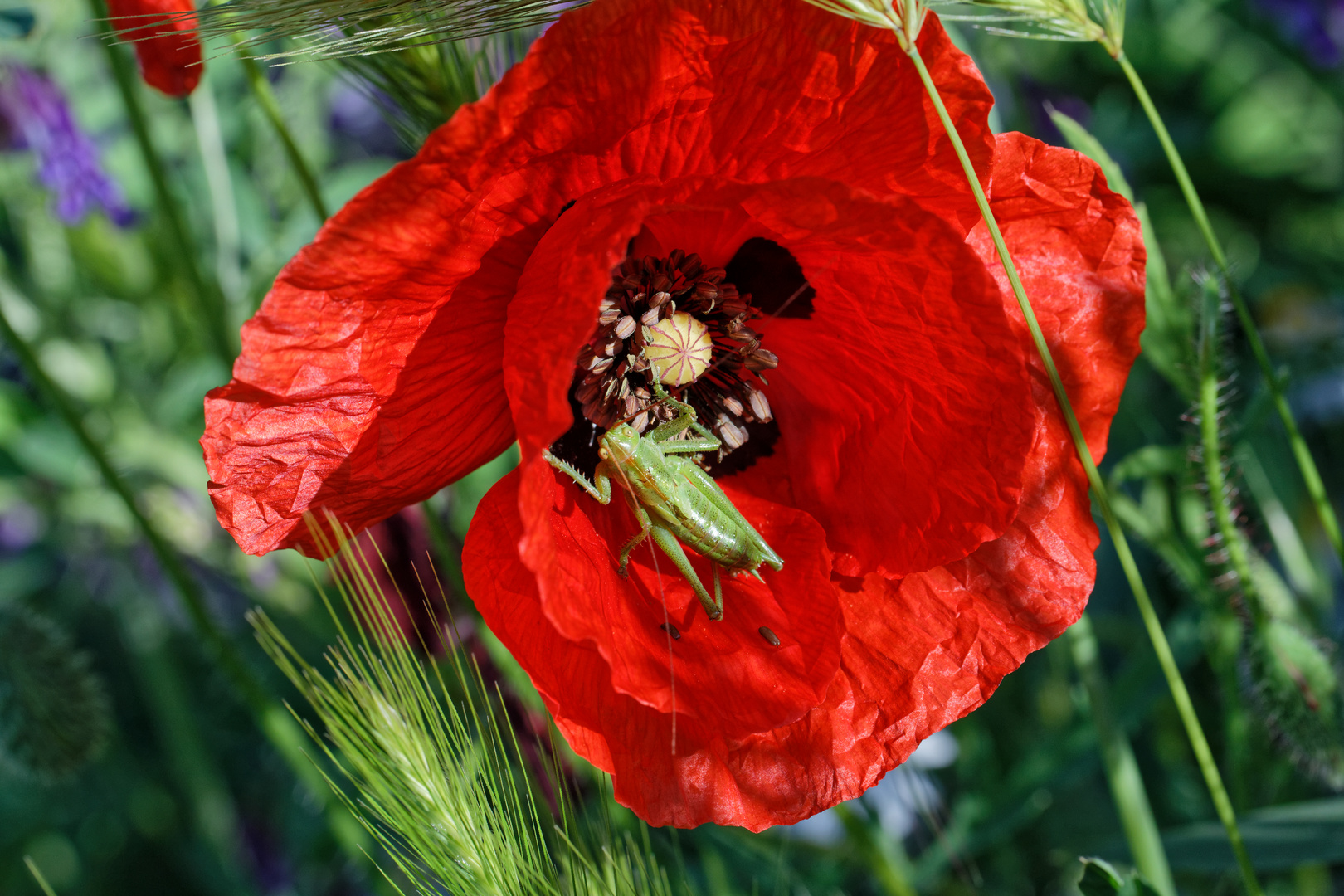 Mohn mit Besucher