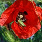 Mohn mit Besucher