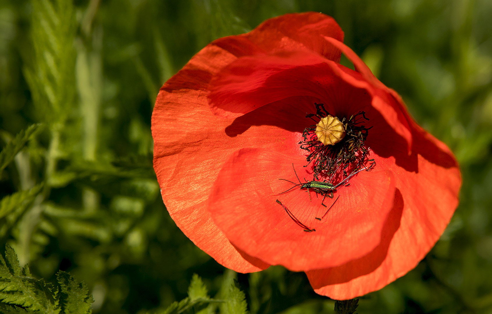 Mohn  mit Besucher