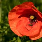 Mohn  mit Besucher