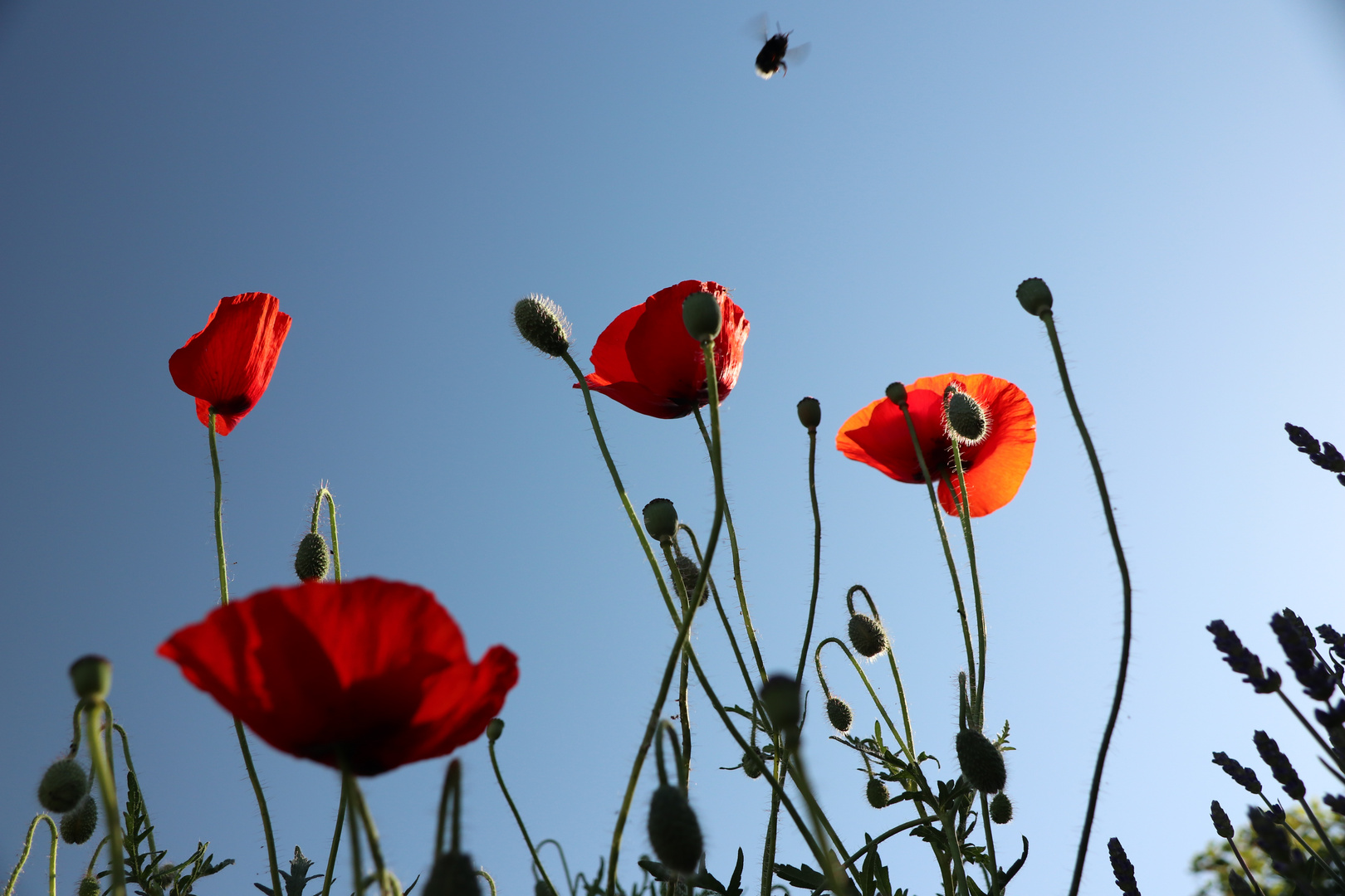 Mohn mit Besucher