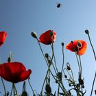 Mohn mit Besucher