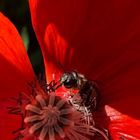 Mohn mit Besucherin