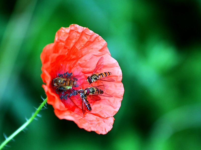 Mohn mit Besuchern