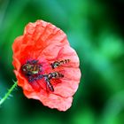 Mohn mit Besuchern