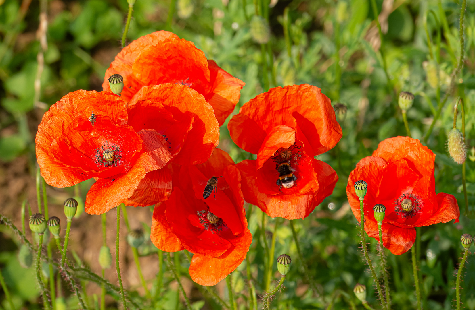 Mohn mit Besuchern