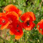 Mohn mit Besuchern