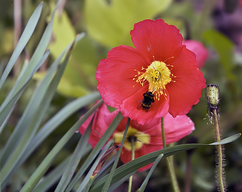 Mohn mit Bienchen ...