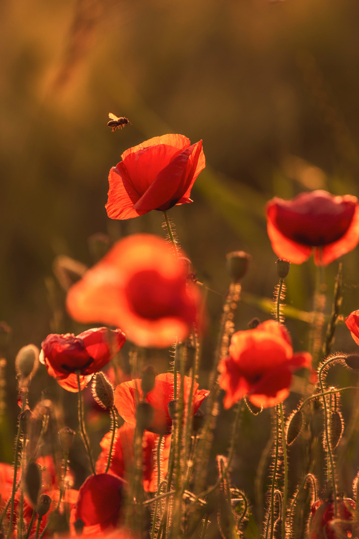 Mohn mit Biene