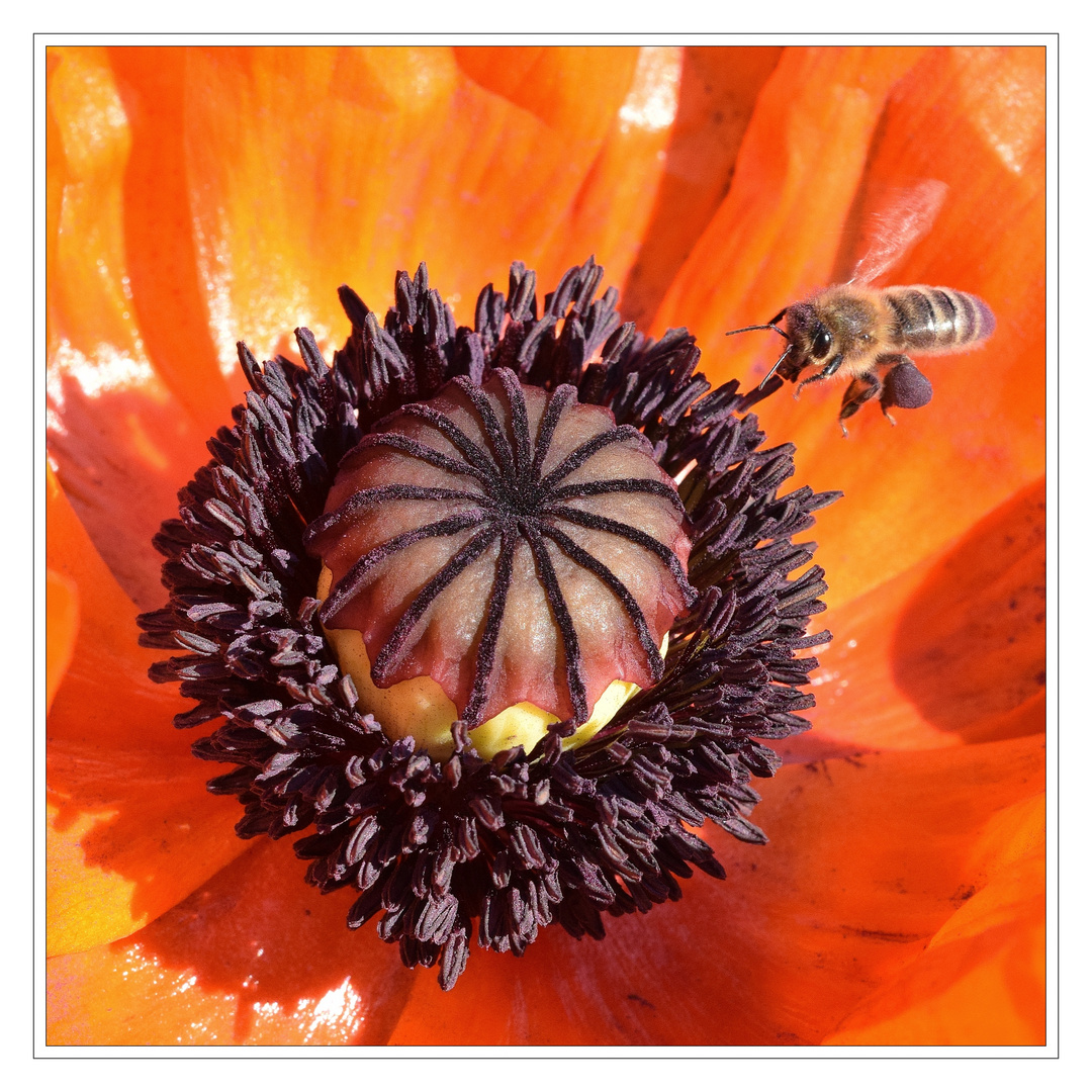 Mohn mit Biene.