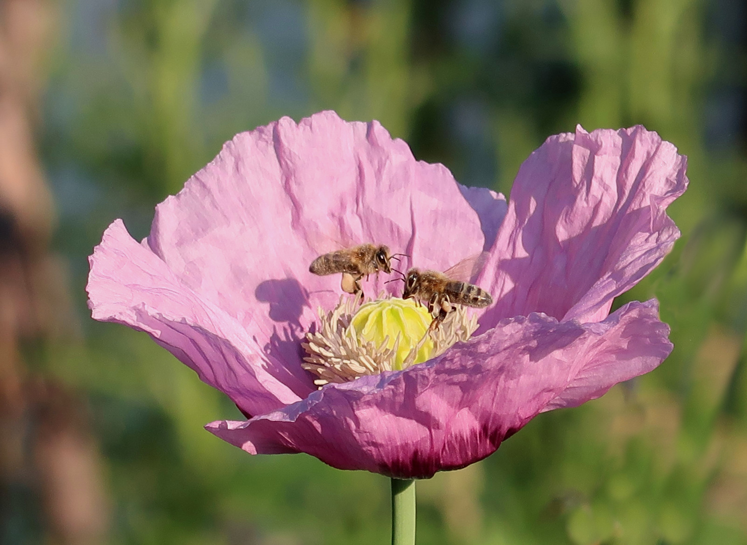 Mohn mit Bienen