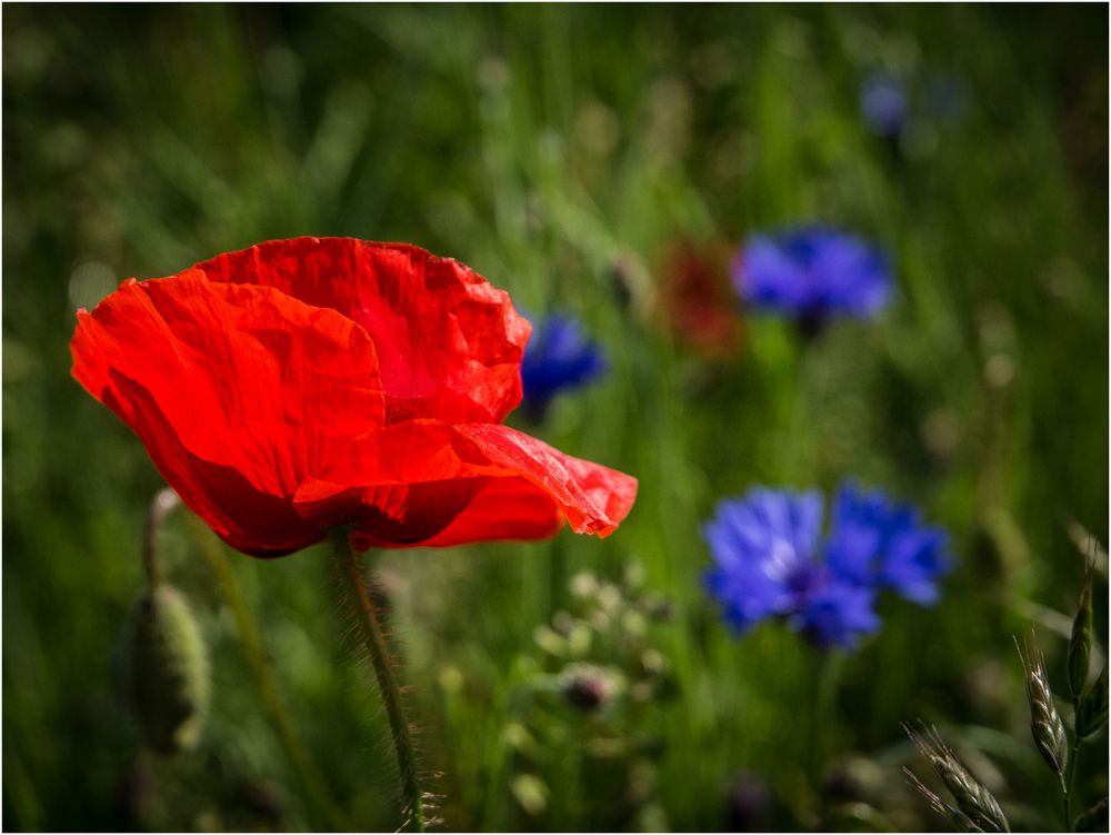 Mohn mit blau