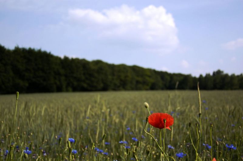 Mohn mit blauem Zeug drumrum