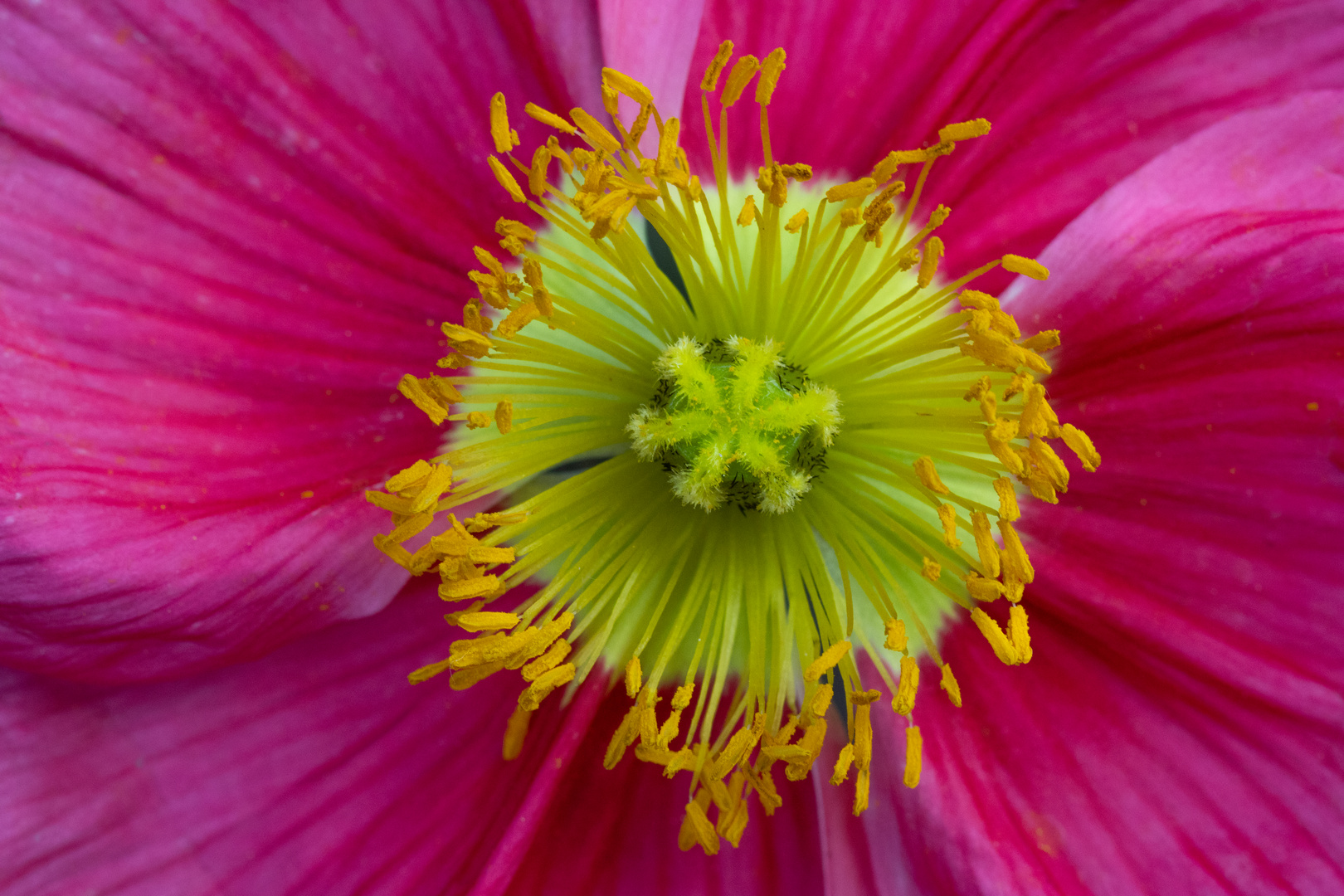 Mohn mit Blende f9