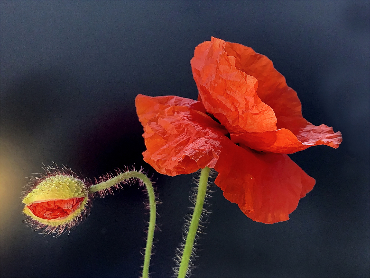 Mohn mit Blüte 