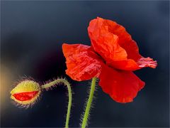 Mohn mit Blüte 